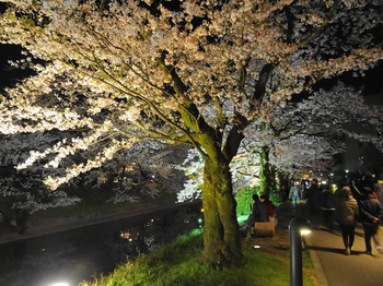 DSC02739松川夜桜Ｇ.JPG