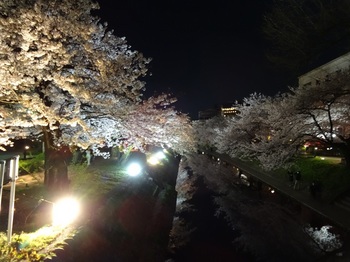DSC02757松川夜桜Ｇ.JPG