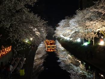 DSC02759松川夜桜Ｇ.JPG