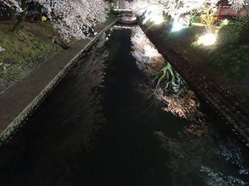 DSC02780松川夜桜Ｇ.JPG