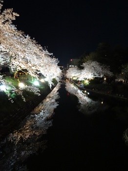 DSC02782松川夜桜Ｇ.JPG